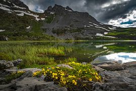 MOUNTAIN FLOWERS by Simon Schuhmacher