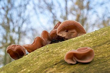 Judasohr, Auricularia auricula-judae im Wald auf einem toten Baumstamm