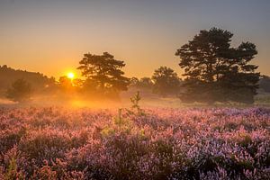 Sunrise at Brunssummerheide / Heather landscape
