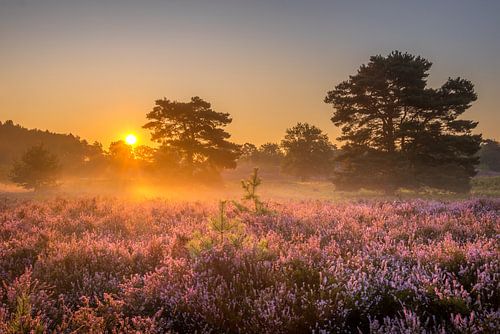 Sunrise at Brunssummerheide / Heather landscape
