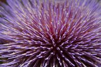 Artisjok close-up