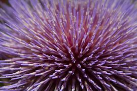 Artisjok close-up by Jose Vink