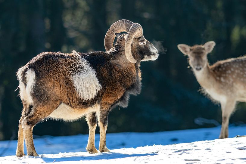 Moefloen van Jack Van de Vin