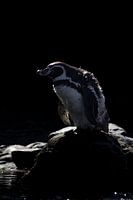 Pinguin auf einem Felsen