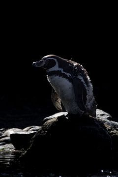 Pinguïn op een Steen van Alyssa Korevaar