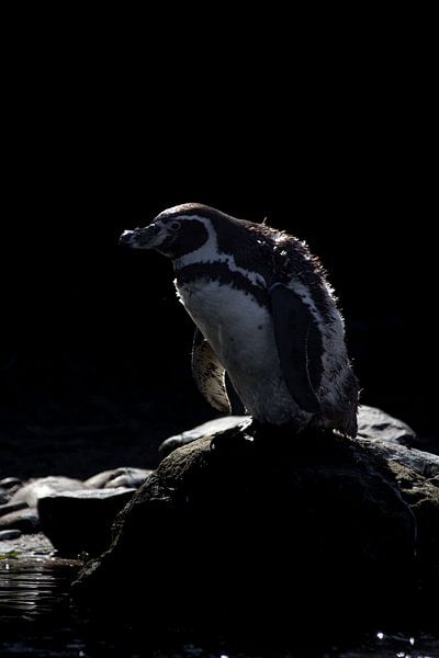 Pinguin auf einem Felsen von Alyssa Korevaar