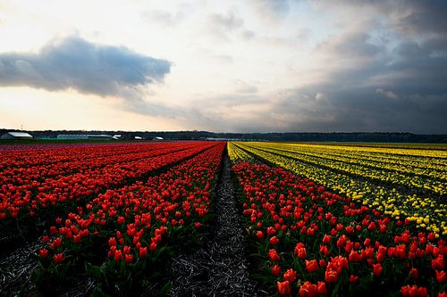 champ de tulipes à noordwijkerhout