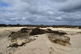 Dune de sable de Balloërveld sur Bernard van Zwol