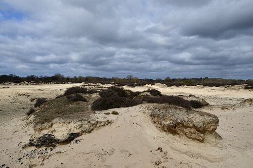 Dune de sable de Balloërveld