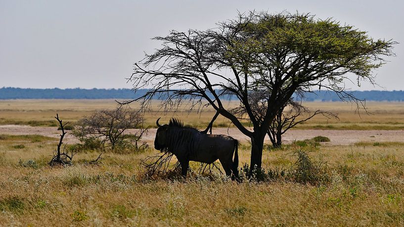 Lonely wildebeest in the shade by Timon Schneider