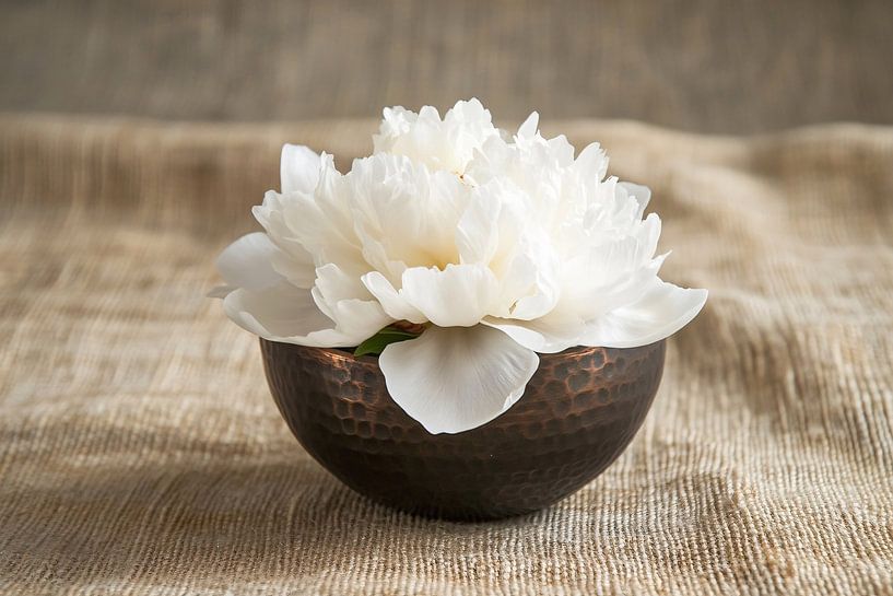 Witte pioenroos in koperen kom van Imperial Art House