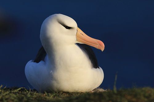 Zwartgegroefde albatros ( Thalassarche melanophris ) of Mollymawk Helgoland-eiland Duitsland