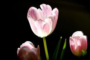 Tulpen