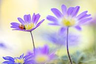 Lieveheersbeestje op paarse anemonen van Teuni's Dreams of Reality thumbnail