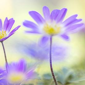 Lieveheersbeestje op paarse anemonen van Teuni's Dreams of Reality
