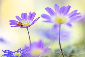 Lieveheersbeestje op paarse anemonen