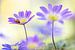 Lieveheersbeestje op paarse anemonen van Teuni's Dreams of Reality