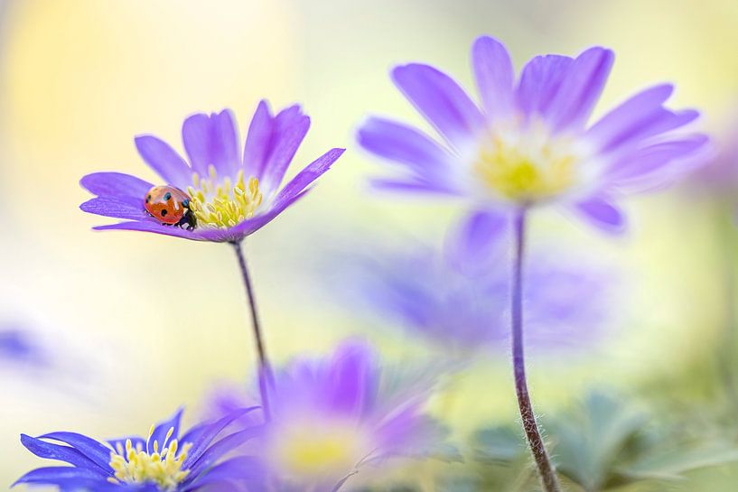 Ladybird on purple anemones by Teuni's Dreams of Reality