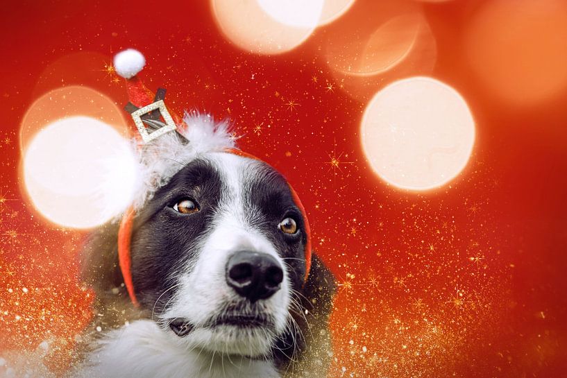 Border Collie met kersthoofdband tegen een rode achtergrond van Annabell Gsödl