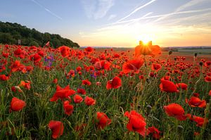 Poppys Sun