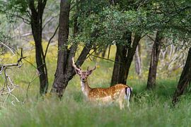 Ree in the forest by Marcel Kieffer