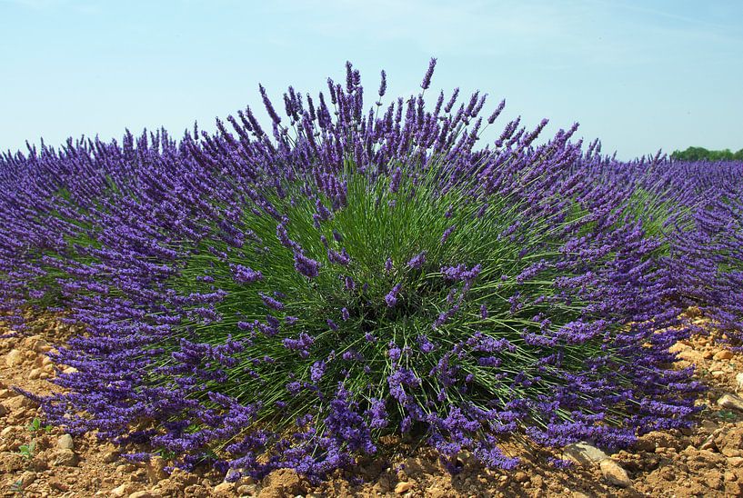 Lavendelfelder in der Provence von Willem Holle WHOriginal Fotografie