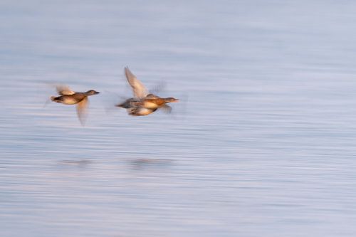 Krakeenden in vlucht