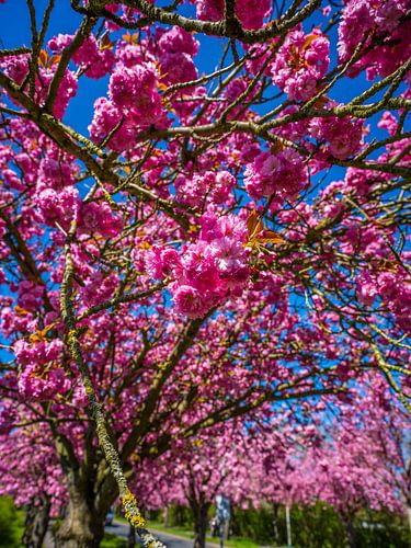 Cherry blossoms in Magdeburg