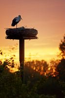 Storks