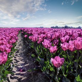 Tulip field van J.P. Valentine