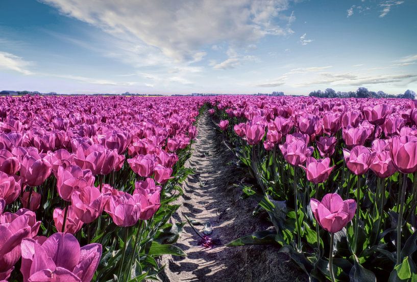 Tulip field von J.P. Valentine