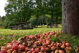 Die Herbsternte im Park von Claude Laprise