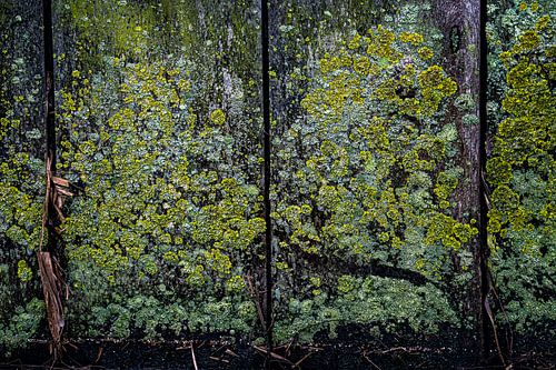 Shelves with moss