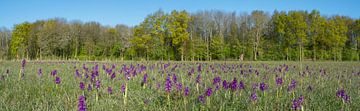 Whole lotta Green-winged orchids 