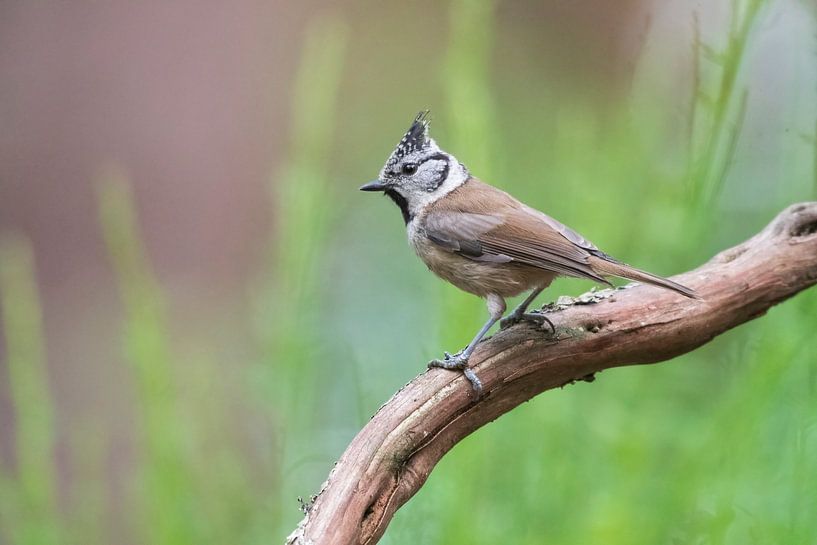 Crested tit by Merijn Loch