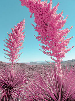 Blooming Pink Yuccas in the Mojave Desert