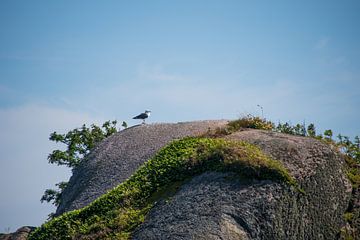 Möwe auf dem Ausguck in Norwegen von Manon Verijdt