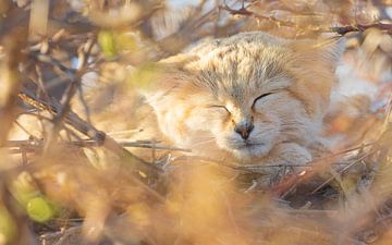 Sleeping Sand Cat