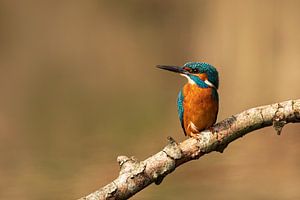Le martin-pêcheur mâle est assis sur une branche et regarde de côté.