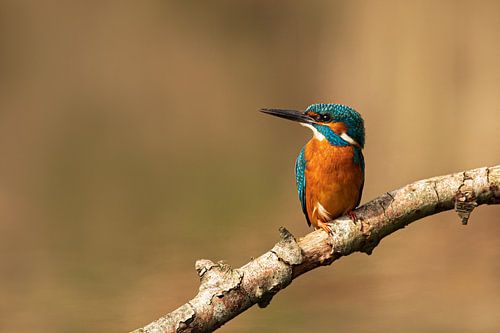 Kingfisher male sits on a branch and looks sideways