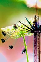 Party in the air