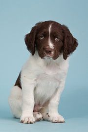 Drentse partridge puppy sitting on a blue background - Puppy Eyes by Dagmar Hijmans