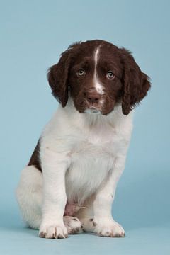 Drentse patrijs pup zittend op een blauwe achtergrond - Puppy Eyes van Dagmar Hijmans