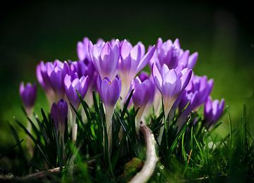 Crocus in the morning sun by Jef Folkerts
