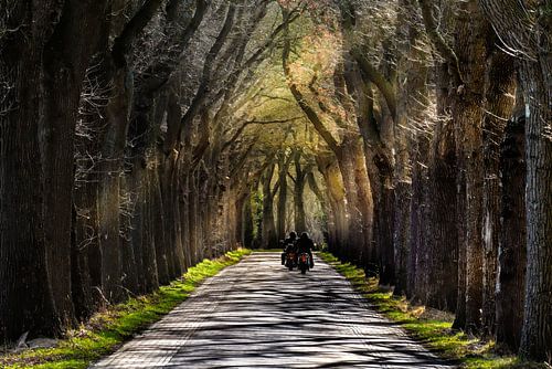 The first rays of sunshine from the spring sun on a beautiful tree-lined road in Drenthe with motorcyclists. by Brian Morgan