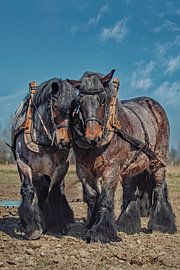 Zeeland draught horses by Lisette van Peenen
