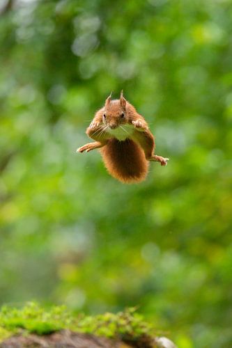 Fliegendes Eichhörnchen