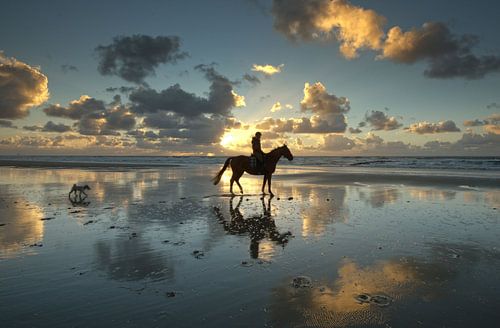 The horse and the little dog.