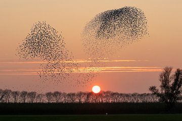 Spreeuwenzwermen tegen ondergaande zon