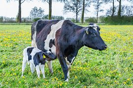 A newborn calf walks next to black and white mother cow in dutch meadow by Ben Schonewille